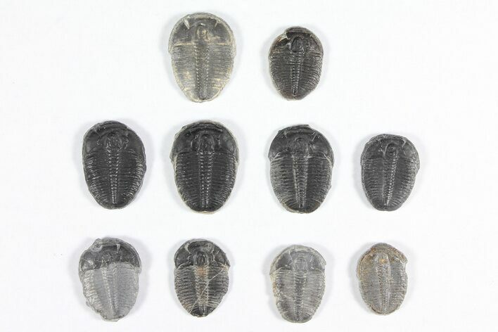 Lot: / Elrathia Trilobites - Pieces #92007